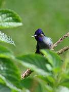 Colibri à tête violette