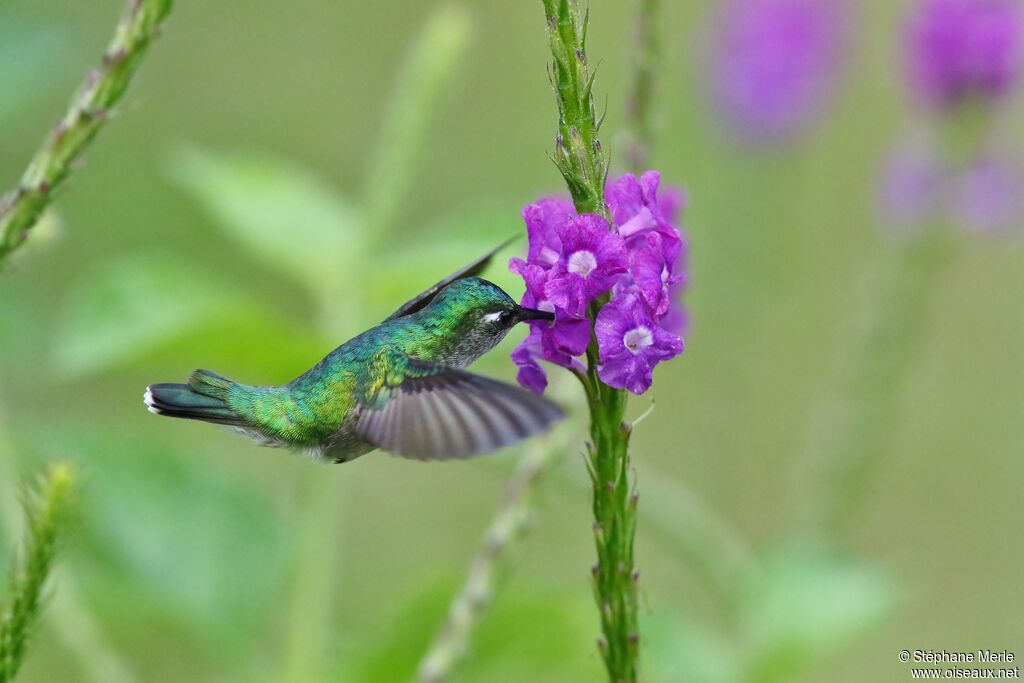 Violet-headed Hummingbirdadult