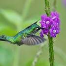 Colibri à tête violette