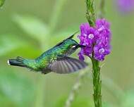 Colibri à tête violette