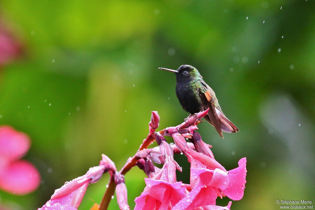 Colibri à ventre noir mâle adulte