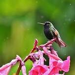 Colibri à ventre noir