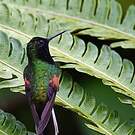 Colibri à ventre noir