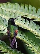 Colibri à ventre noir