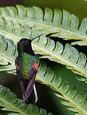 Colibri à ventre noir