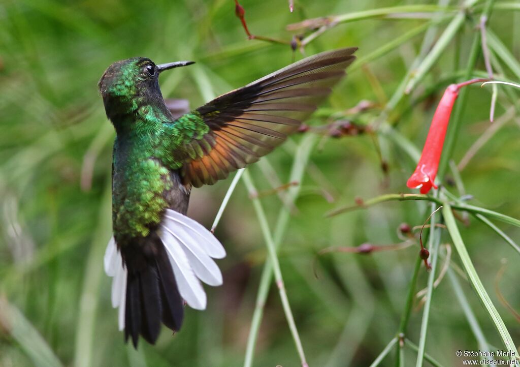 Colibri à ventre noir mâle