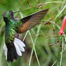 Colibri à ventre noir