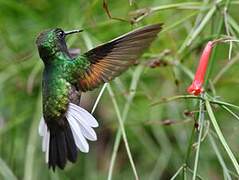 Colibri à ventre noir