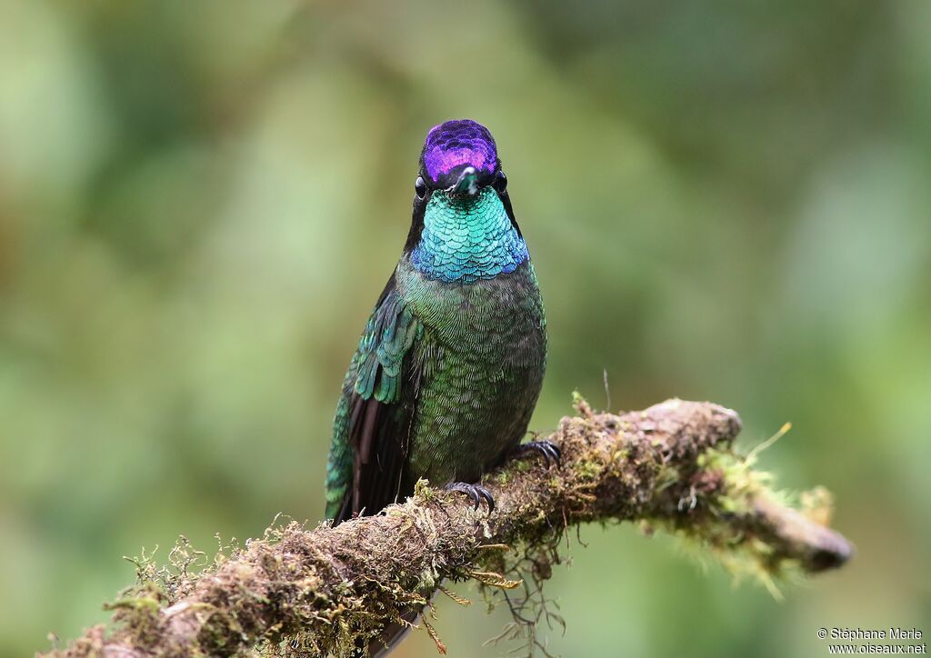 Colibri admirable mâle adulte