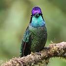 Colibri admirable