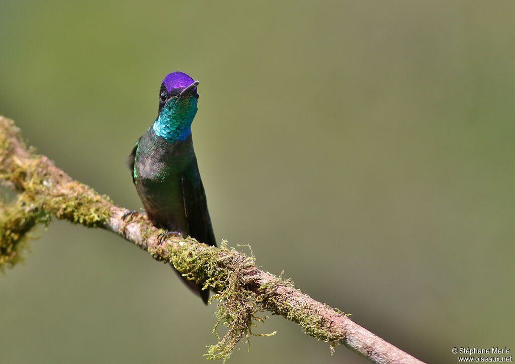 Colibri admirable mâle adulte