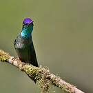 Colibri admirable
