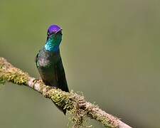 Talamanca Hummingbird