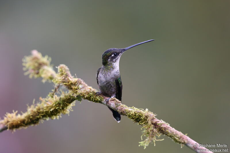 Talamanca Hummingbird female