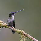 Colibri admirable