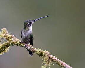 Colibri admirable