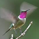 Colibri améthyste