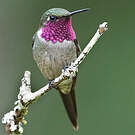 Colibri améthyste