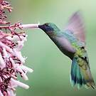Colibri anaïs