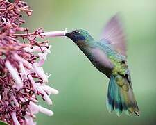 Sparkling Violetear