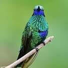 Colibri anaïs