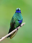 Sparkling Violetear