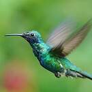 Colibri anaïs