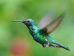 Sparkling Violetear