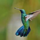 Colibri anaïs