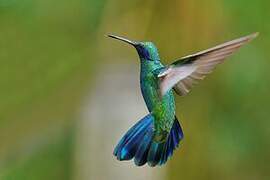 Sparkling Violetear