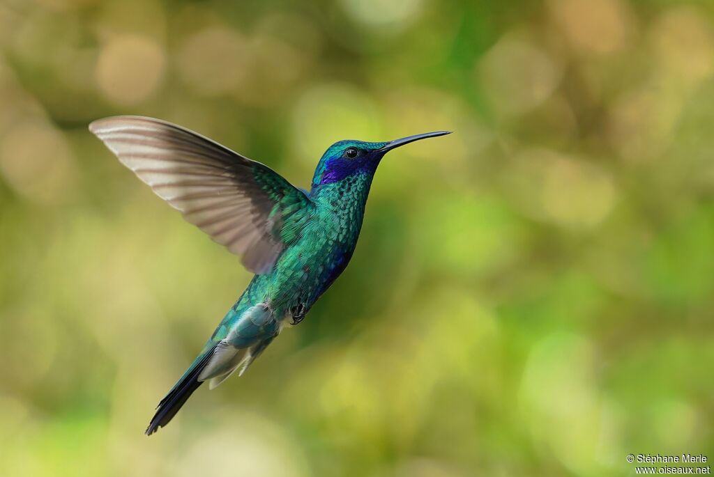 Colibri anaïsadulte