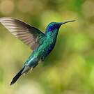 Colibri anaïs