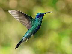 Sparkling Violetear