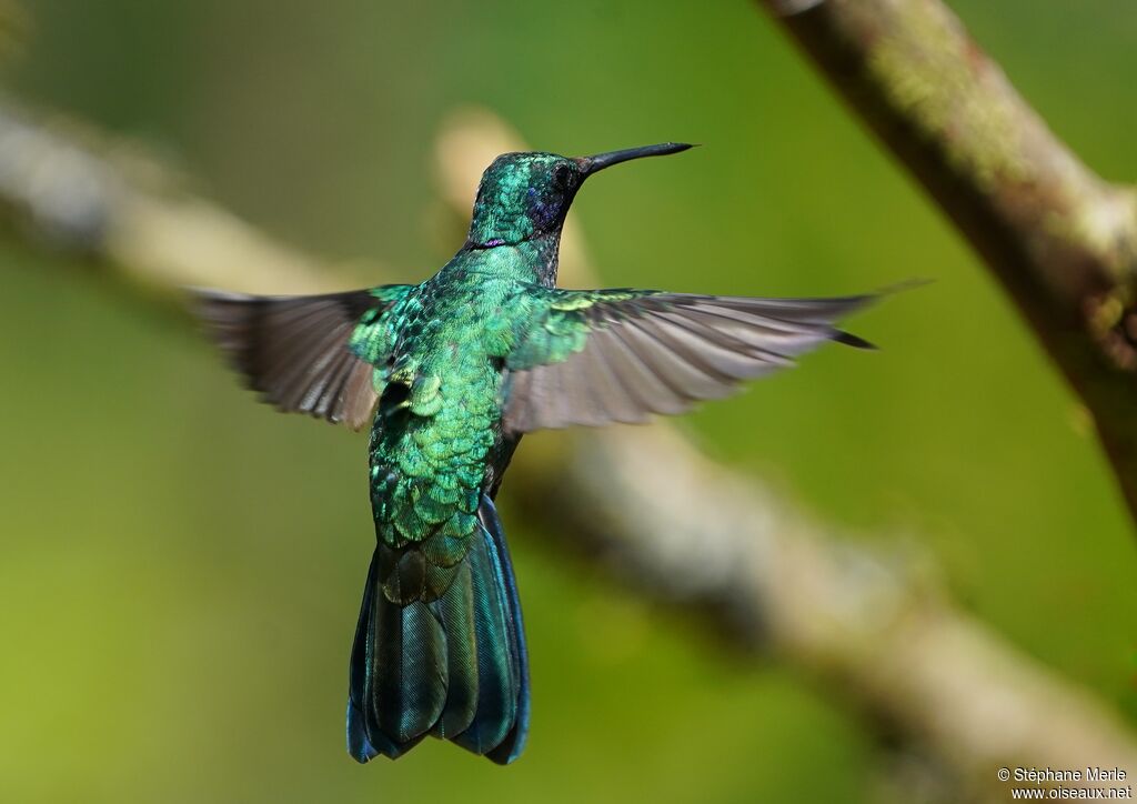 Colibri cyanoteadulte