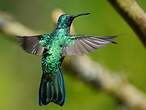 Colibri cyanote