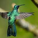 Colibri cyanote