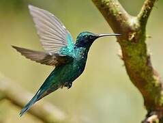 Lesser Violetear