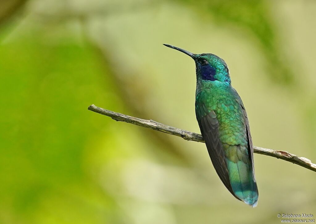 Colibri cyanoteadulte