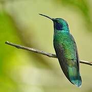 Lesser Violetear