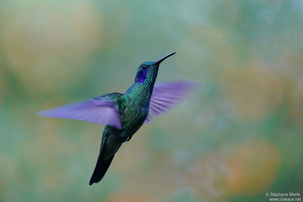 Colibri cyanoteadulte