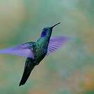 Colibri cyanote