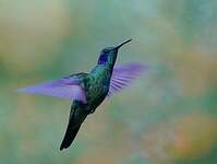 Colibri cyanote