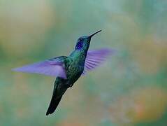 Lesser Violetear