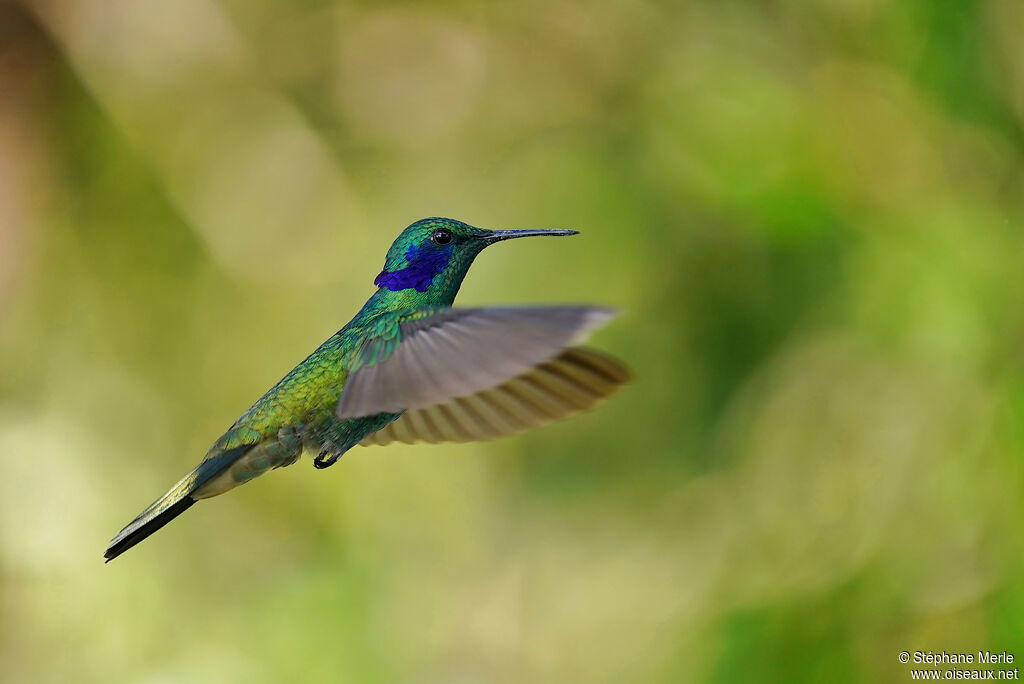 Lesser Violetearadult