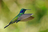 Colibri cyanote