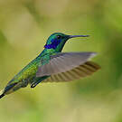 Colibri cyanote