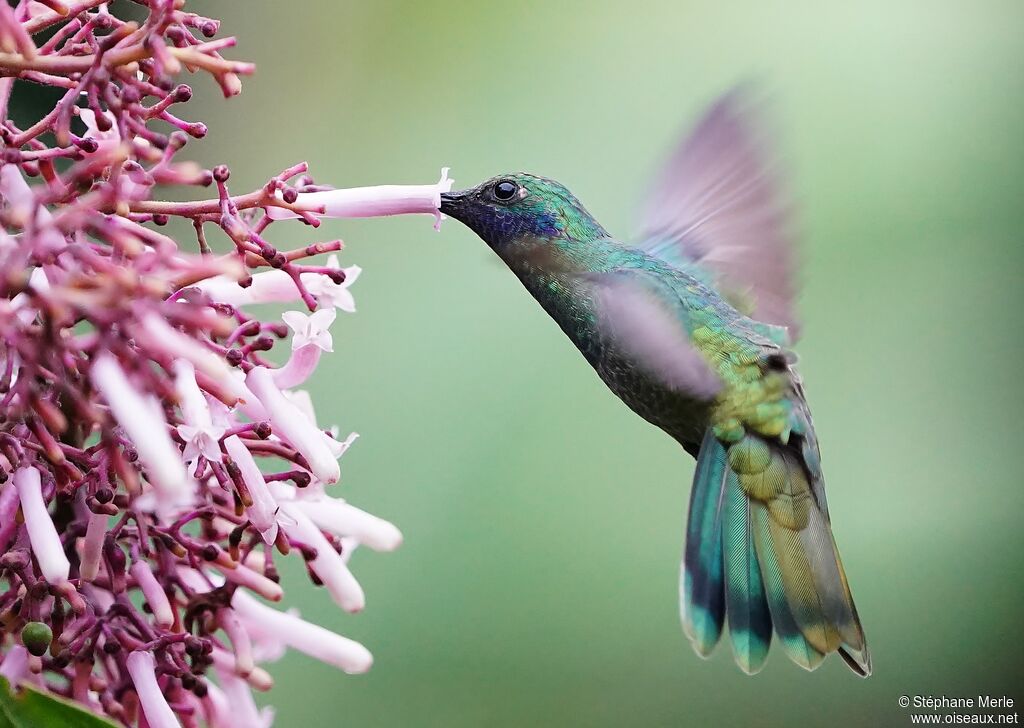 Sparkling Violetear adult