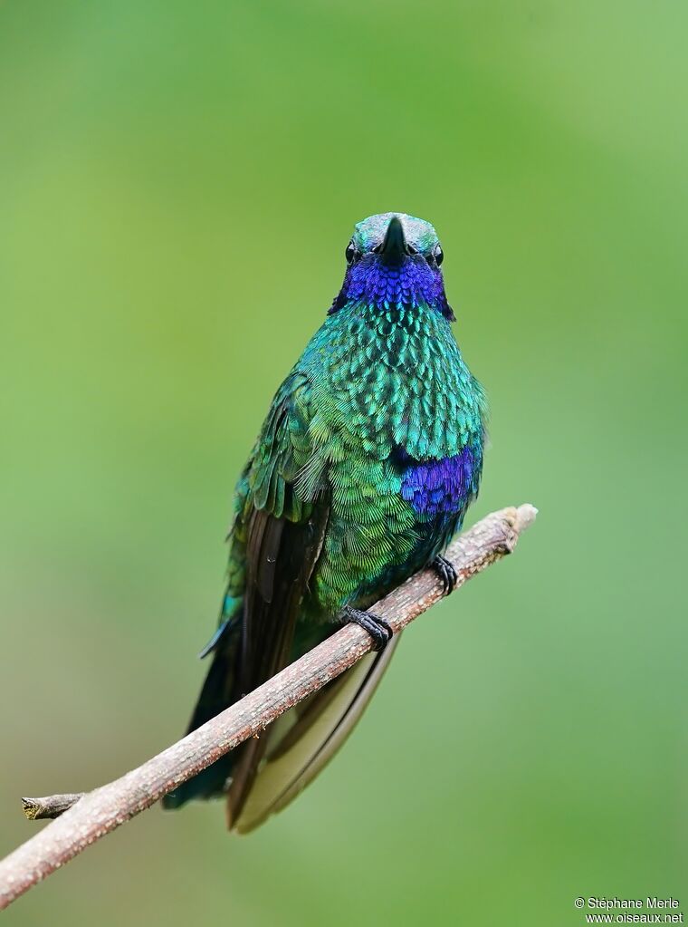 Colibri d'Anaïs adulte