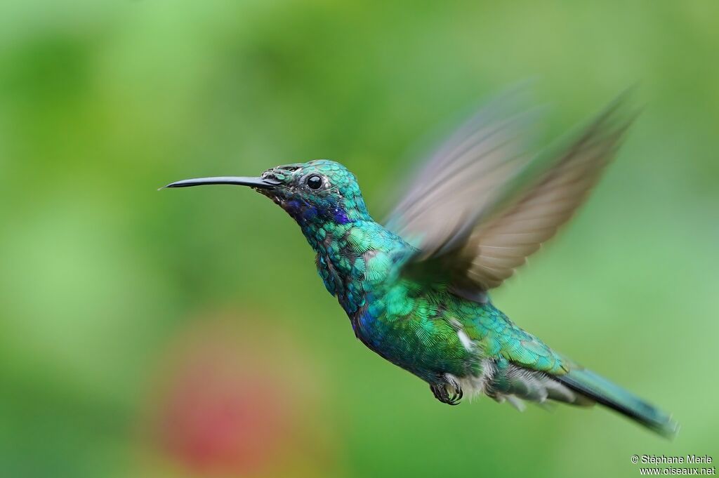 Colibri d'Anaïs immature