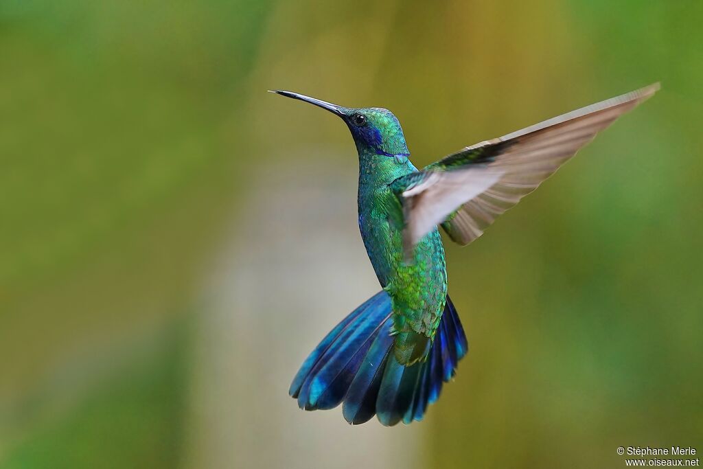 Colibri d'Anaïs adulte